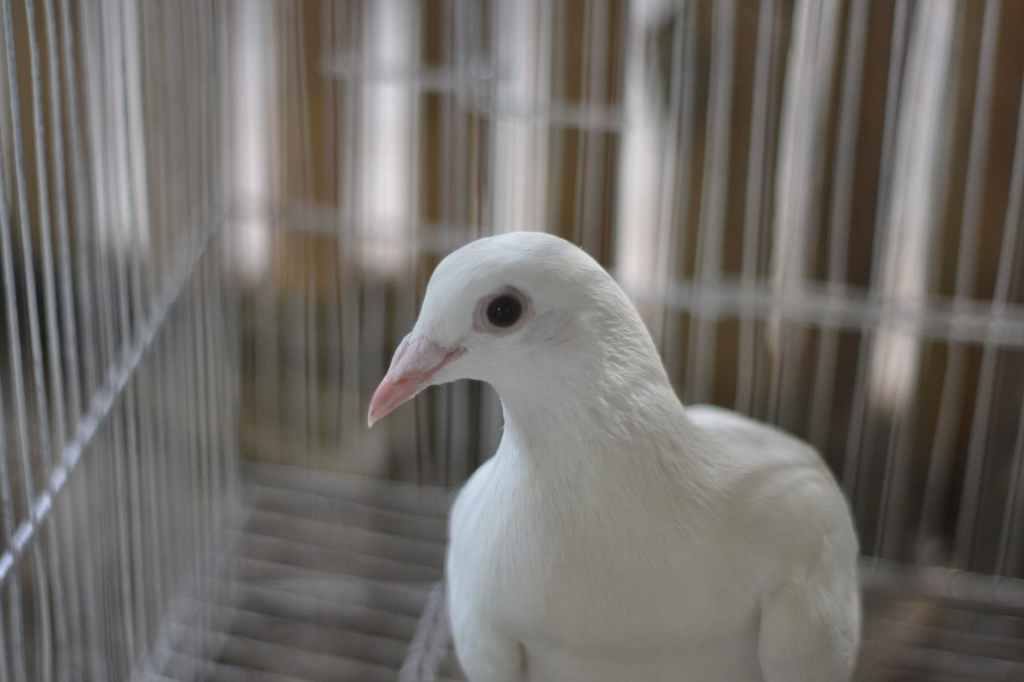 The Time of The Doves: The Most Irritating Character I’ve Ever Read
